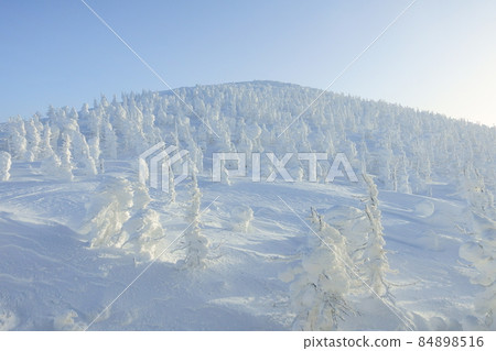 樹上的霧凇，白霜，棗 84898516