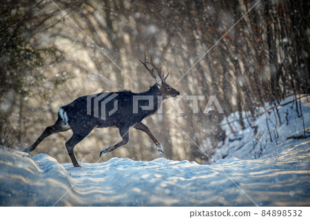 Roe deer run in the winter forest. Animal in natural habitat 84898532