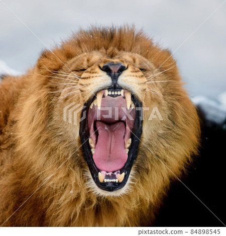 Close-up of a Lion roaring portrait Close-up of a Lion roaring portrait 84898545