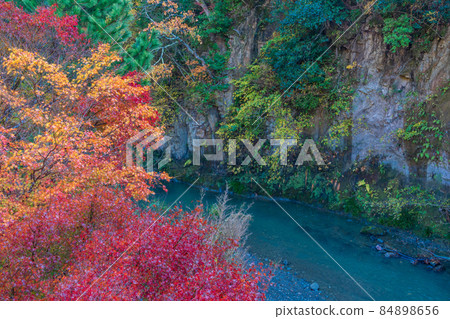 (Chiba) Autumn leaves on Maple Road, Futtsu City (Chiba) Autumn leaves on Maple Road, Futtsu City 84898656