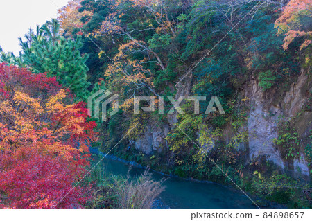 (Chiba) Autumn leaves on Maple Road, Futtsu City (Chiba) Autumn leaves on Maple Road, Futtsu City 84898657