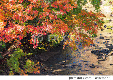(Chiba) Autumn leaves on Maple Road, Futtsu City 84898662