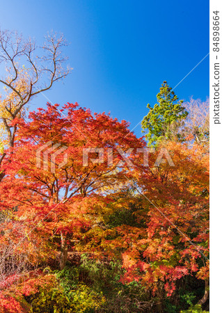 (Chiba) Autumn leaves on Maple Road, Futtsu City 84898664