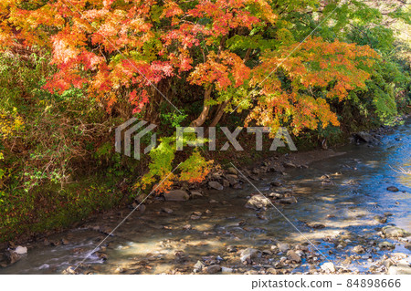 (Chiba) Autumn leaves on Maple Road, Futtsu City 84898666