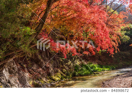 (Chiba) Autumn leaves on Maple Road, Futtsu City 84898672