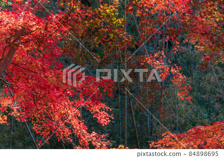 (Chiba) Autumn leaves on Maple Road, Futtsu City (Chiba) Autumn leaves on Maple Road, Futtsu City 84898695