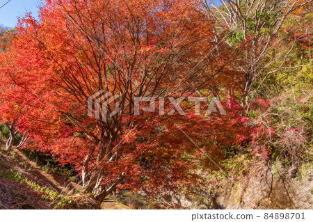 (Chiba) Autumn leaves on Maple Road, Futtsu City 84898701