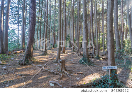 Ridge near the summit of Kannokurayama (Ogawa Town, Saitama Prefecture) 84898932