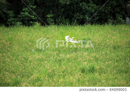 Herons dancing in the countryside 84899001