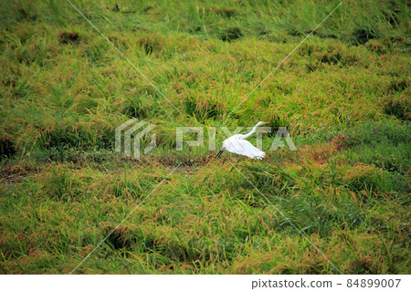 Herons dancing in the countryside Herons dancing in the countryside 84899007