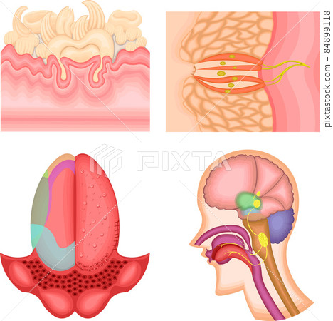 味覺機制說明 味覺機制說明 84899118