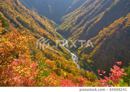 Autumn leaves of Mizunashi River seen from the mountain trail to Echigo Komagatake Gushigahana 84899241
