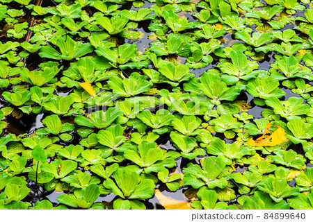 dense green aquatic plants. dense green aquatic plants. 84899640