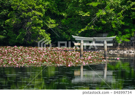 Bentenike sinking torii 84899734