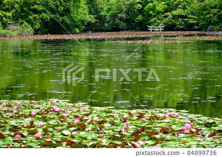 Benten Pond Sinking Torii in Shiga Prefecture 84899736