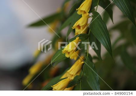 Row Hototogisu先生 84900154