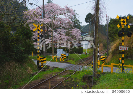 鐵路道口和櫻花“大瀧鎮” 84900660