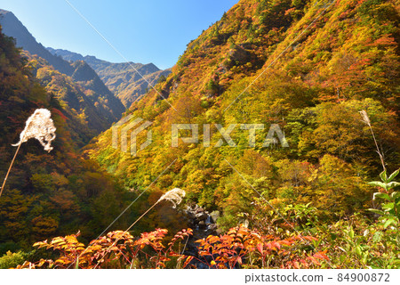 Autumn leaves of Echigo Sanzan Mizunashi River, looking toward Mt. Hakkai from the encounter with Takakurazawa Autumn leaves of Echigo Sanzan Mizunashi River, looking toward Mt. Hakkai from the encounter with Takakurazawa 84900872