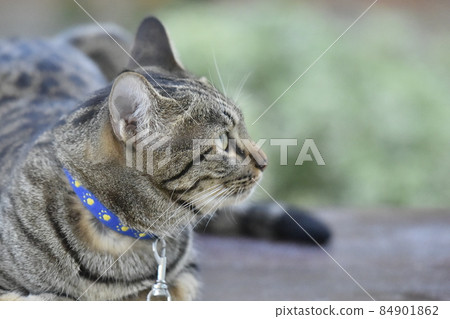 Tabby cat sitting at home. 84901862