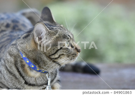 Tabby cat sitting at home. 84901863