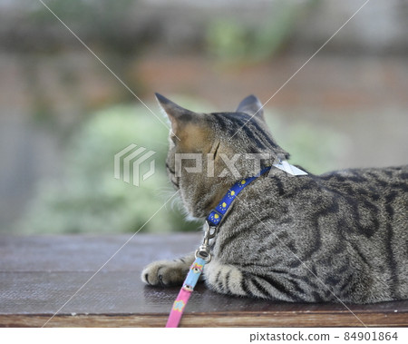 Tabby cat sitting at home. 84901864