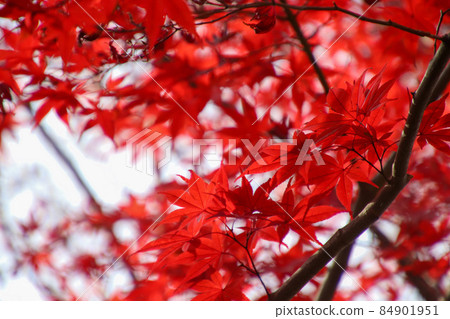 Momiji染紅 84901951