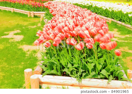 Tulips in full bloom in the wind Tulips in full bloom in the wind 84901965