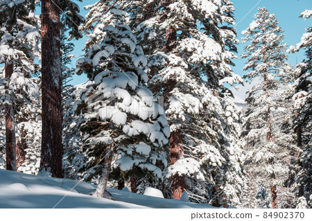 Winter forest Winter forest 84902370