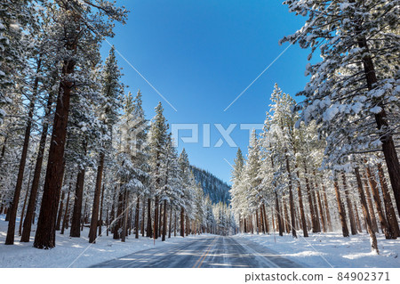 Winter forest Winter forest 84902371