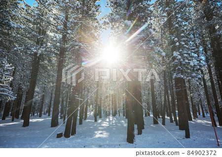 Winter forest Winter forest 84902372
