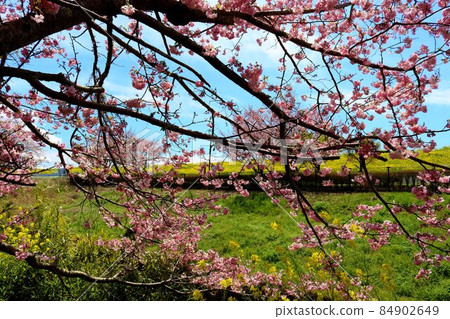 A calm spring day, cherry blossoms along the river and rape blossoms on the embankment 84902649