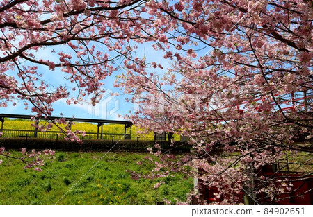 A calm spring day, cherry blossoms along the river and rape blossoms on the embankment 84902651