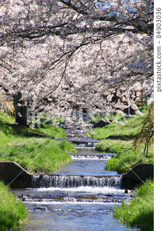 Kanonji河(福島縣,豬苗代町)的櫻花 Kanonji河(福島縣,豬苗代町)的櫻花 84903036
