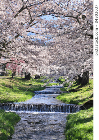 Kanonji河(福島縣,豬苗代町)的櫻花 Kanonji河(福島縣,豬苗代町)的櫻花 84903037