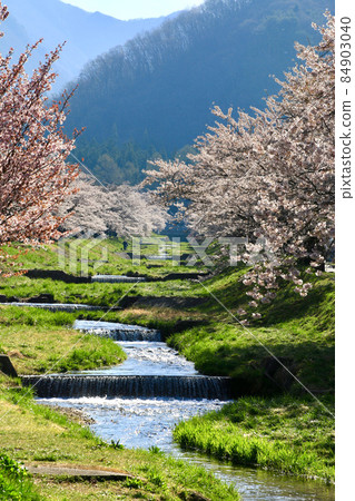 Cherry blossoms in Kanonji River (Fukushima Prefecture, Inawashiro Town) Cherry blossoms in Kanonji River (Fukushima Prefecture, Inawashiro Town) 84903040