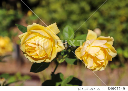 Rose of yellow Rose of yellow 84903249