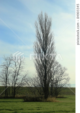 poplar poplar 84903345