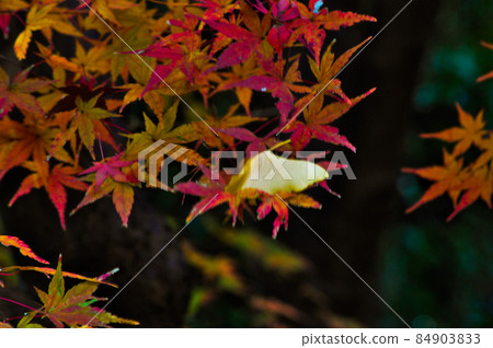 The arrival of winter, the last autumn leaves, Kinuta Park. 84903833