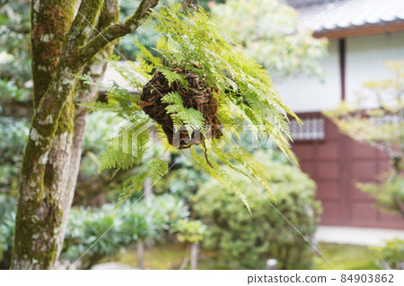Quiet Japanese garden Quiet Japanese garden 84903862