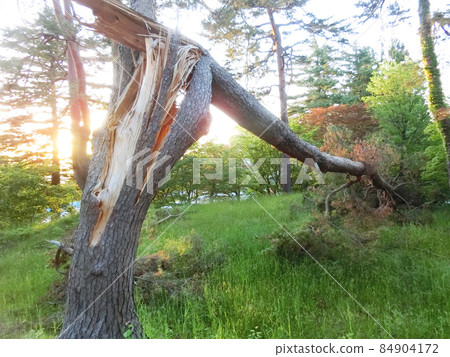 Tree broken by a typhoon 84904172