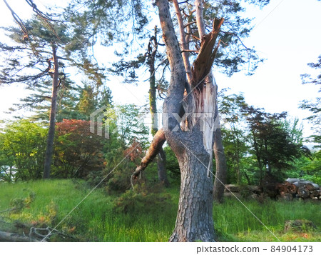 Tree broken by a typhoon 84904173