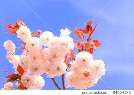 Blue sky and beautiful double cherry blossoms Blue sky and beautiful double cherry blossoms 84904176