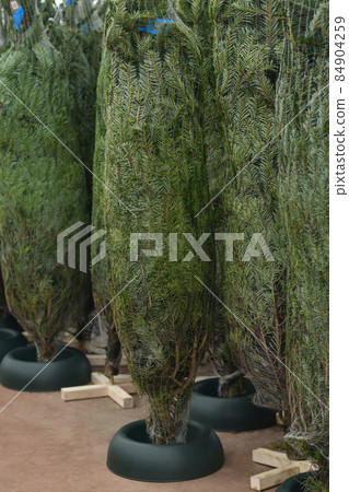 Christmas trees wrapped in a net for sale on a market 84904259