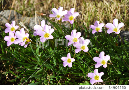 Oxyris pentaphila 84904260