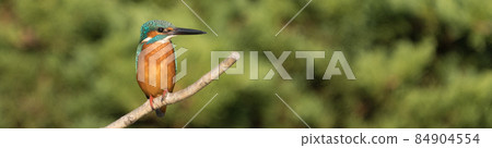[翠鳥]翠鳥圖片橫幅複製空間 84904554