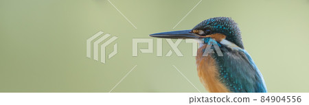 [Kingfisher] Kingfisher image banner copy space 84904556