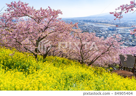 [神奈川縣] 從松田山看河津櫻花和油菜花田 84905404
