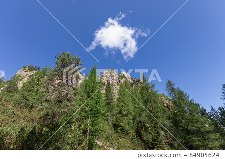 Peaks of pine trees and peaks of the Italian Dolomites on a summer sunny morning Peaks of pine trees and peaks of the Italian Dolomites on a summer sunny morning 84905624