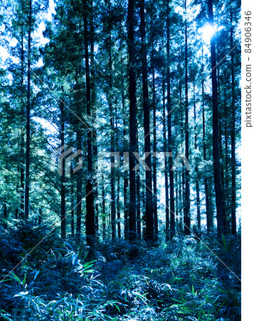 Forest of Metasequoia 84906346