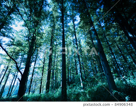 Forest of Metasequoia 84906348